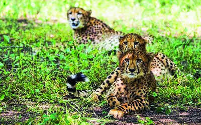 1 of 2 cubs released in Kuno on International Cheetah Day is dead | India News