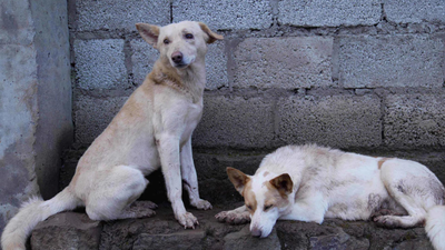 Teachers asked to report stray dogs, outrage in J&K | India News