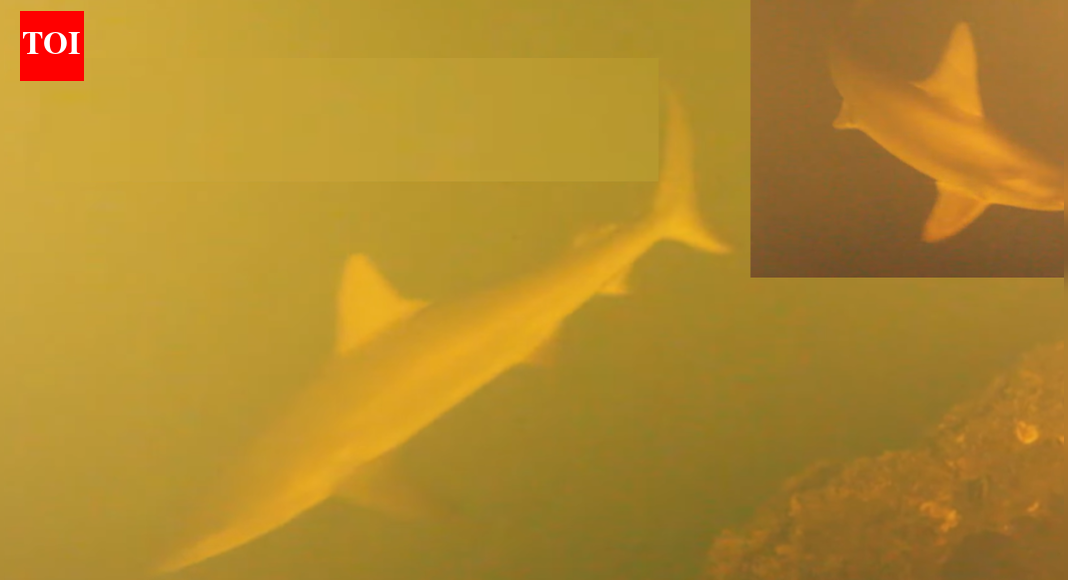 Scientists baffled as sharks found swimming inside one of world’s most active underwater volcanoes |