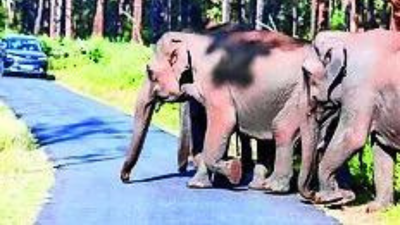 Court will always lean towards animals who suffer silently: SC | India News