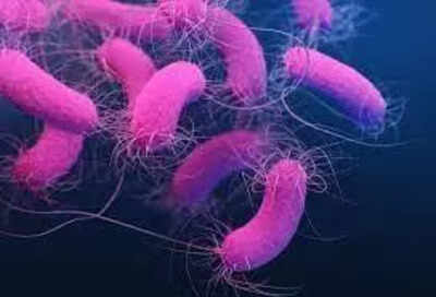 Good gut bacteria may hold key to preventing bone loss in postmenopausal women | India News