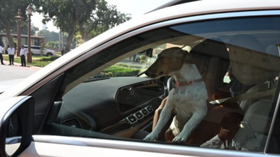 ‘Is there any law?’ Congress MP Renuka Chaudhary sparks row by bringing stray dog to Parliament; BJP slams ‘tamasha’ | India News