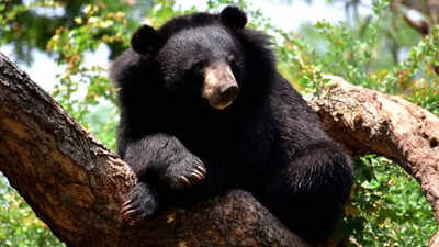 Himalayan black bear enters Kashmir University, SKIMS; wildlife dept sets trap cages | India News