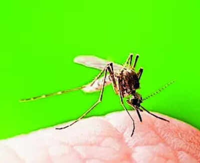 Malaria now limited to pockets in Mizoram, Tripura as India nears elimination | India News