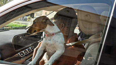 Winter session: MP makes a statement with a stray, sets off a dogfight | India News