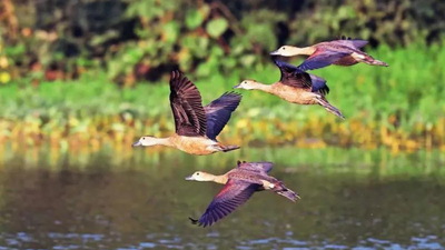 Winged visitors bank on Yamuna, ecological threats worry birders; four teams survey 22km stretch on river floodplain, spot 131 species | India News