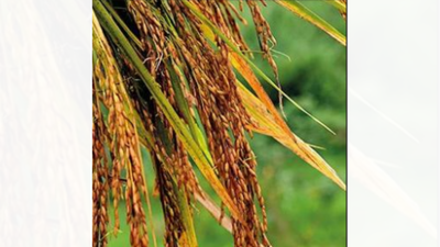 To save groundwater, Uttarkhand ‘food bowl’ to ban summer paddy crop | India News