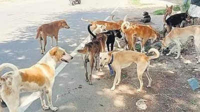 Experts warn: Mass removal of stray dogs could backfire on public health | India News