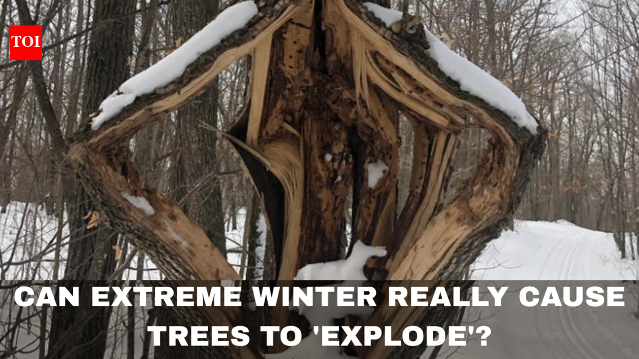 Can extreme winter really cause trees to ‘explode’? The science behind the viral phenomenon |