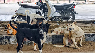 Will hold feeders liable, fix heavy compensation for dog bites, warns SC | India News