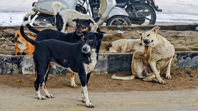 ‘Not even in human cases’: SC observes surge in pleas over stray dogs case; hearing on Wednesday | India News