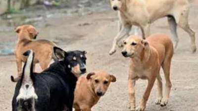 NMC orders hospitals to stock rabies drugs after Supreme Court flags stray threat | India News