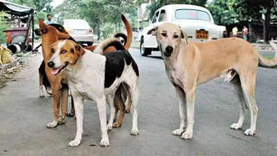 ‘Building castles in air’: Supreme Court rebukes states over failure to enhance stray dog sterilisation capacity | India News