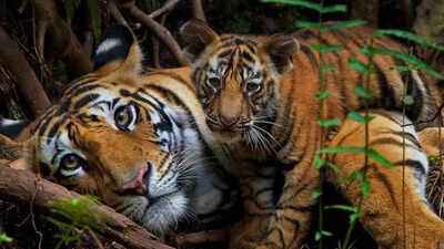 India saved its tigers. Now big cats are running out of room | India News