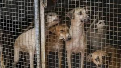 Killing of stray dogs continues in Telangana village, case booked