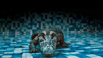 Bejoy Nambiar ignored crew warnings to use real crocodile in Shanaya Kapoor-Adarsh Gourav led ‘Tu Yaa Main’: ‘Would be worth it’ |