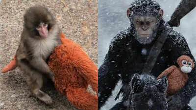 Punch the monkey’s story sparks comparison with Caesar; netizens say ‘This is how Planet Of The Apes began’ |