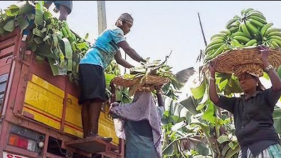 Banana export from Maha hit amid conflict | India News
