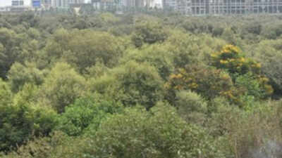 Can cut 46k mangroves for Mumbai project: SC | India News