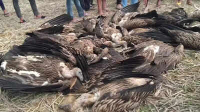 Mystery Death of 25 Vultures in Dudhwa Buffer Zone Raises Alarms | India News