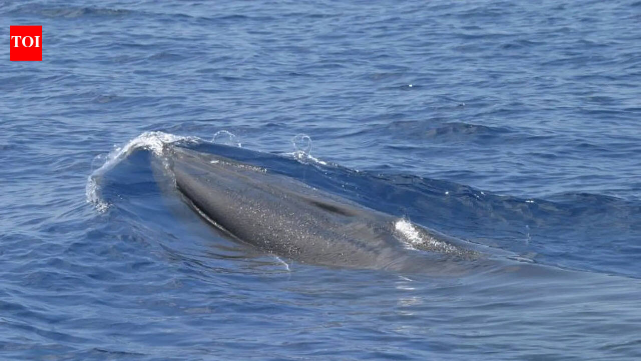 Why Trump’s ‘God Squad’ decision to expand oil drilling in Gulf of Mexico is a vote for a whale’s extinction | World News