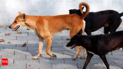 J&K: Dogs maul 8-year-old girl to death in Sopore | India News