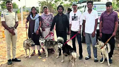 Abandoned Husky found dead, 5 rescued, ’30 missing’ | India News