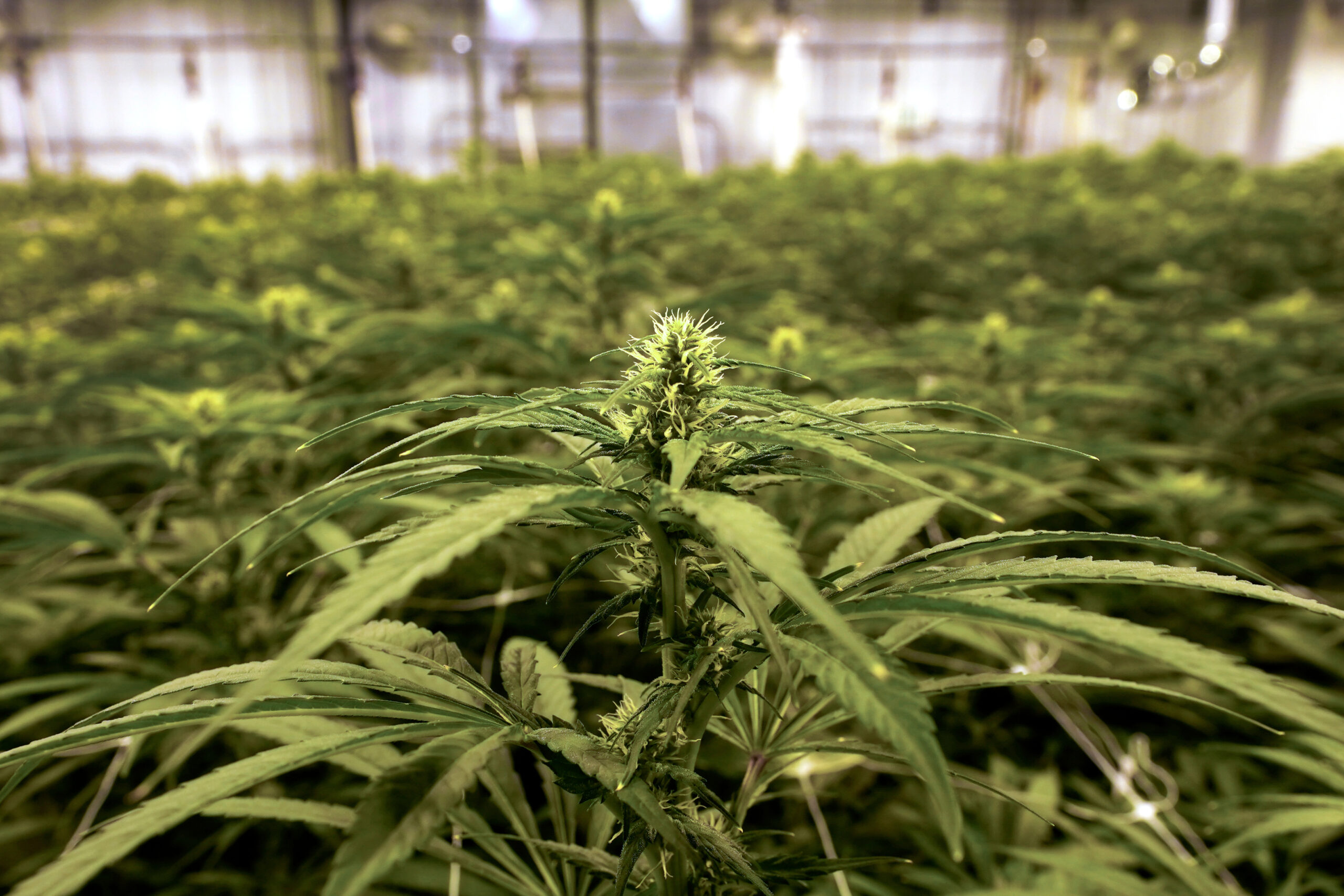 Trump moves to reschedule marijuana