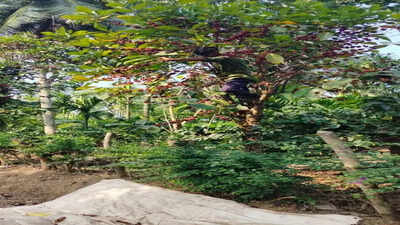 Tree Coffee Is Having Its Climate Moment | India News