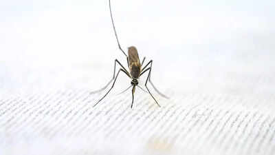 World Malaria Day– WHO clears first malaria drug for newborns, flags new tests as old ones fail | India News