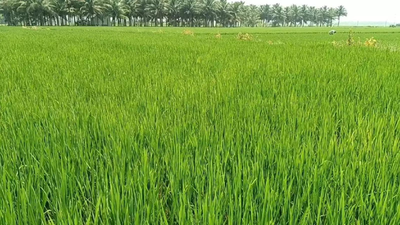 State MSP bonuses fuelling excess rice procurement, warns CACP | India News