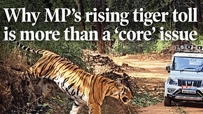 Why MP’s rising tiger toll is more than a ‘core’ issue | India News