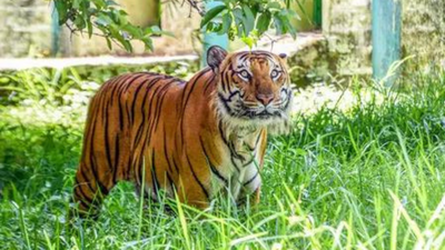 Adivasis demand halt to tiger safari push, evictions in south India forests | India News
