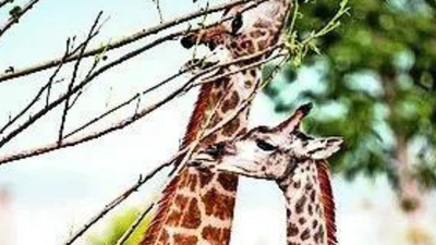SC refuses fresh probe into Vantara animal transfers | India News