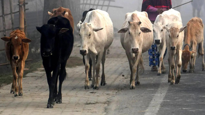 Bengal’s new govt bans public slaughter of cattle and buffalo, mandates official fitness certificate | India News