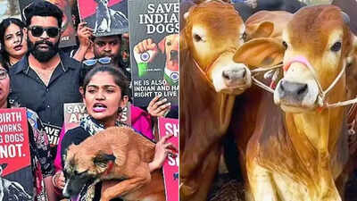 In a 1st, NCRB tracks cases of cruelty against animals: 10,312 arrested in 2024 | India News