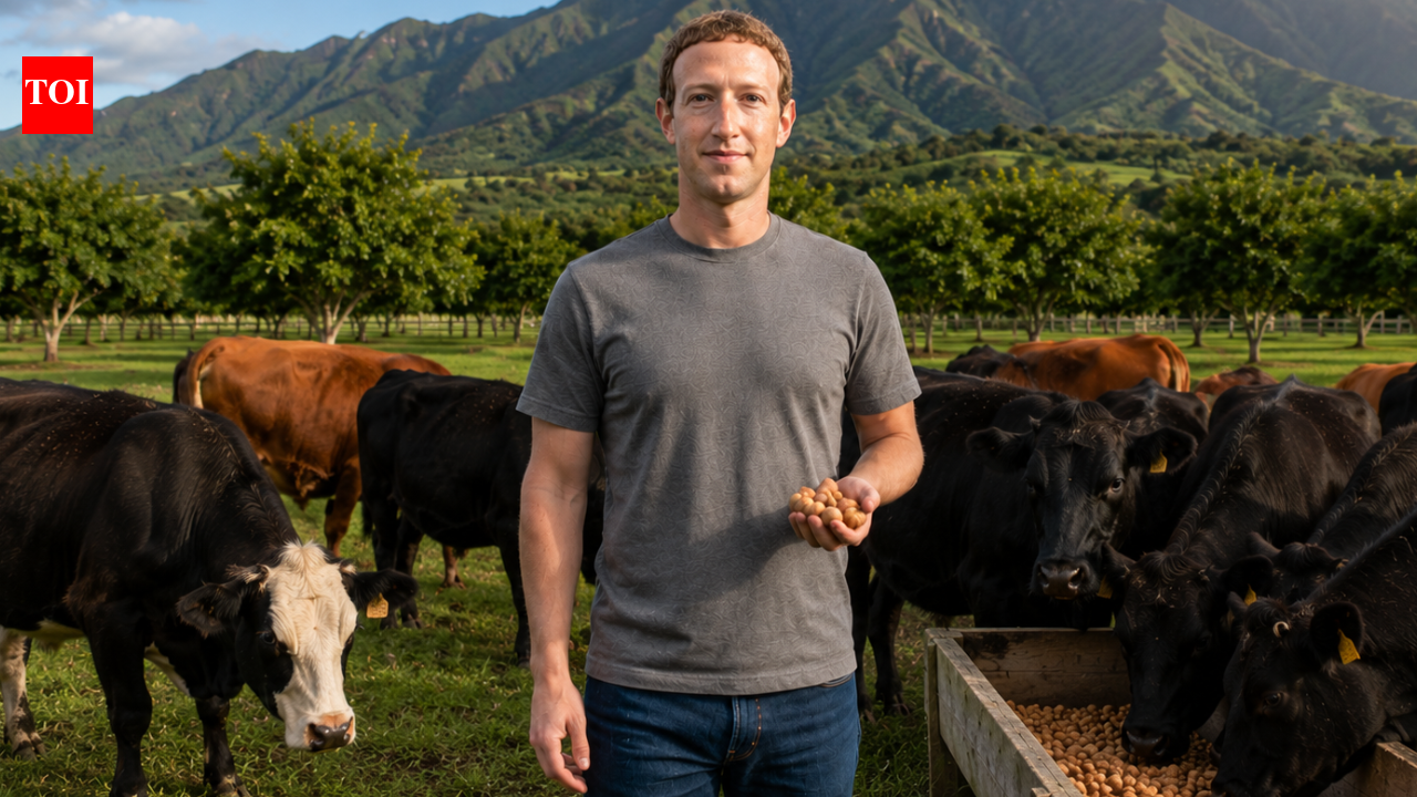 Mark Zuckerberg: After building a tech empire, Mark Zuckerberg is feeding his cows beer and macadamia nuts, and the goal is to create world’s highest-quality beef | World News