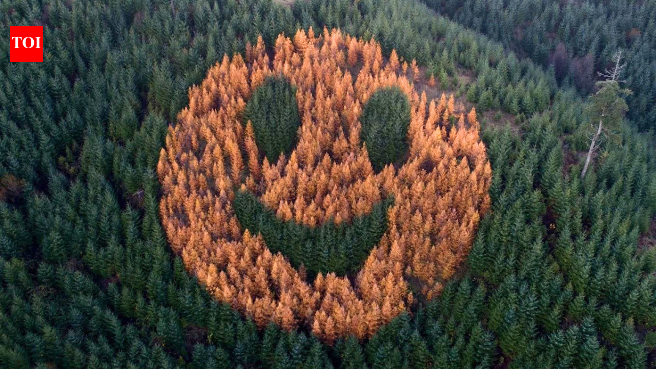 Every autumn, an ordinary Oregon forest suddenly starts smiling after foresters in 2011 planted western larch trees in a secret pattern among thousands of Douglas firs | World News
