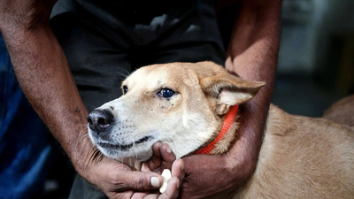 ‘Bite incidents every day’: Delhi HC takes up stray dog issue, launches suo motu PIL | India News