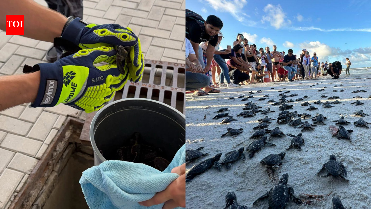 Florida firefighters spotted something moving inside a storm drain during a routine call. It was 14 baby sea turtles, and they rescued every one before returning them to the ocean | World News