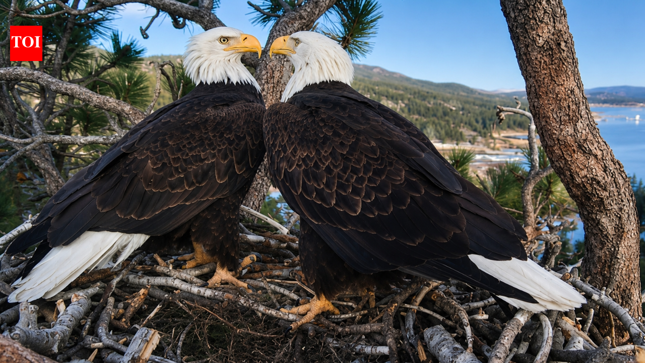 Bald eagle couple Jackie and Shadow’s viral livestream raised $10 million to save their California forest home from luxury development | World News