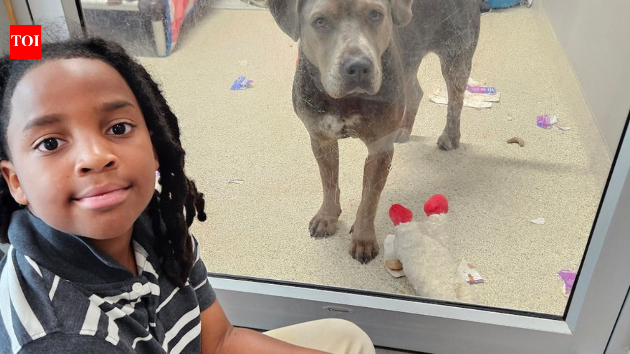 Meet Nehemiah Turner: The 11-year-old Florida boy who spent more than 100 hours reading to shelter animals and changed countless lives by helping anxious pets find forever homes | World News