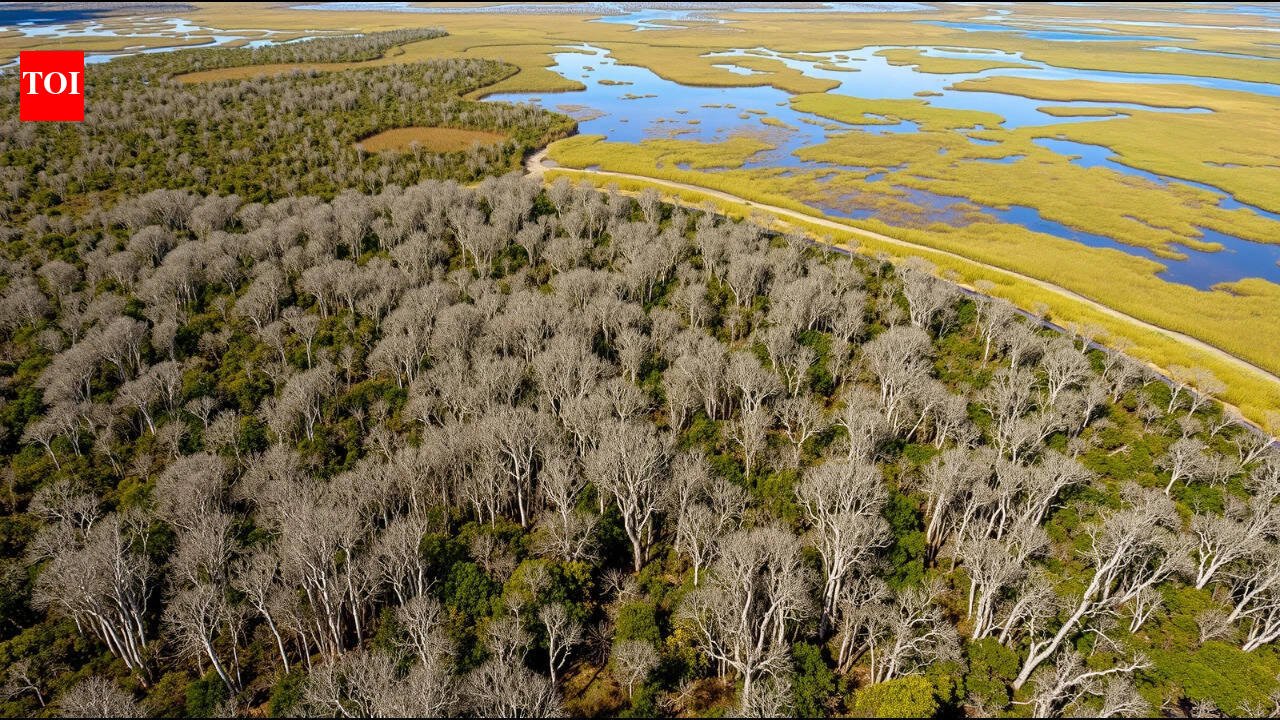 The Australian tree dropped from aeroplanes over Florida’s Everglades that spread across nearly 500,000 acres | World News