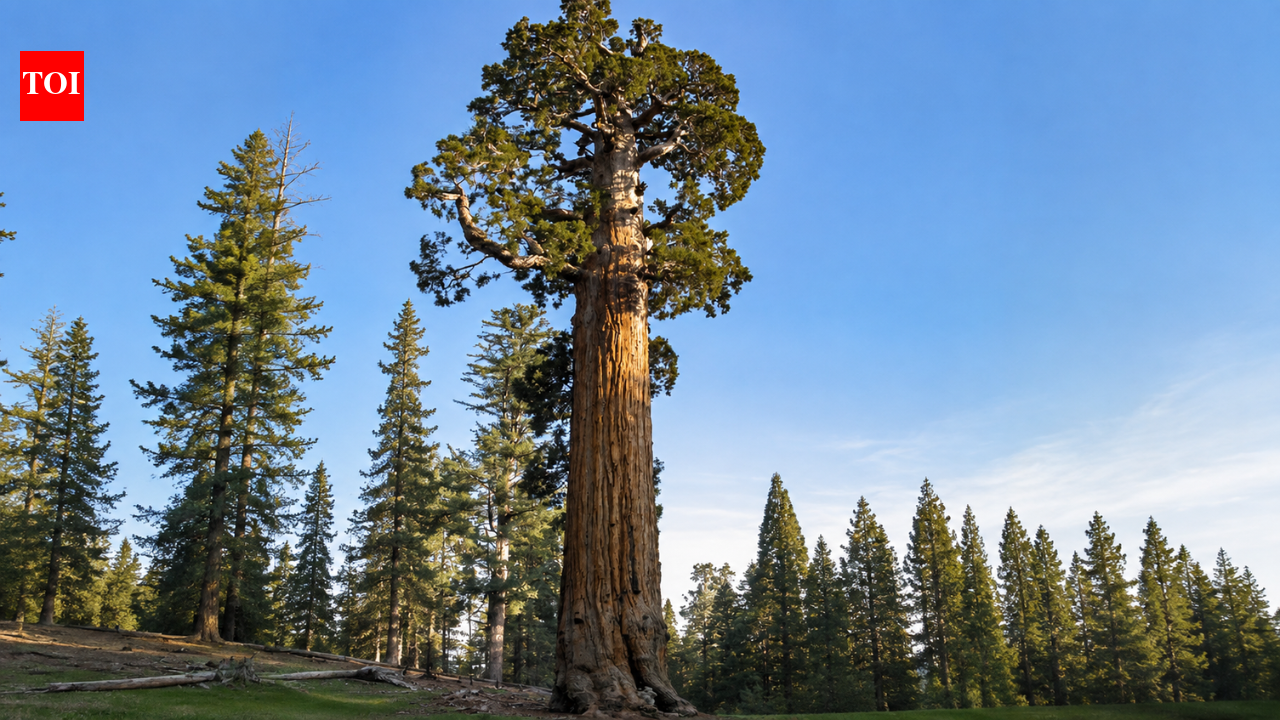 Meet the General Grant Tree: The world’s second-largest tree that became America’s only living National Shrine | World News
