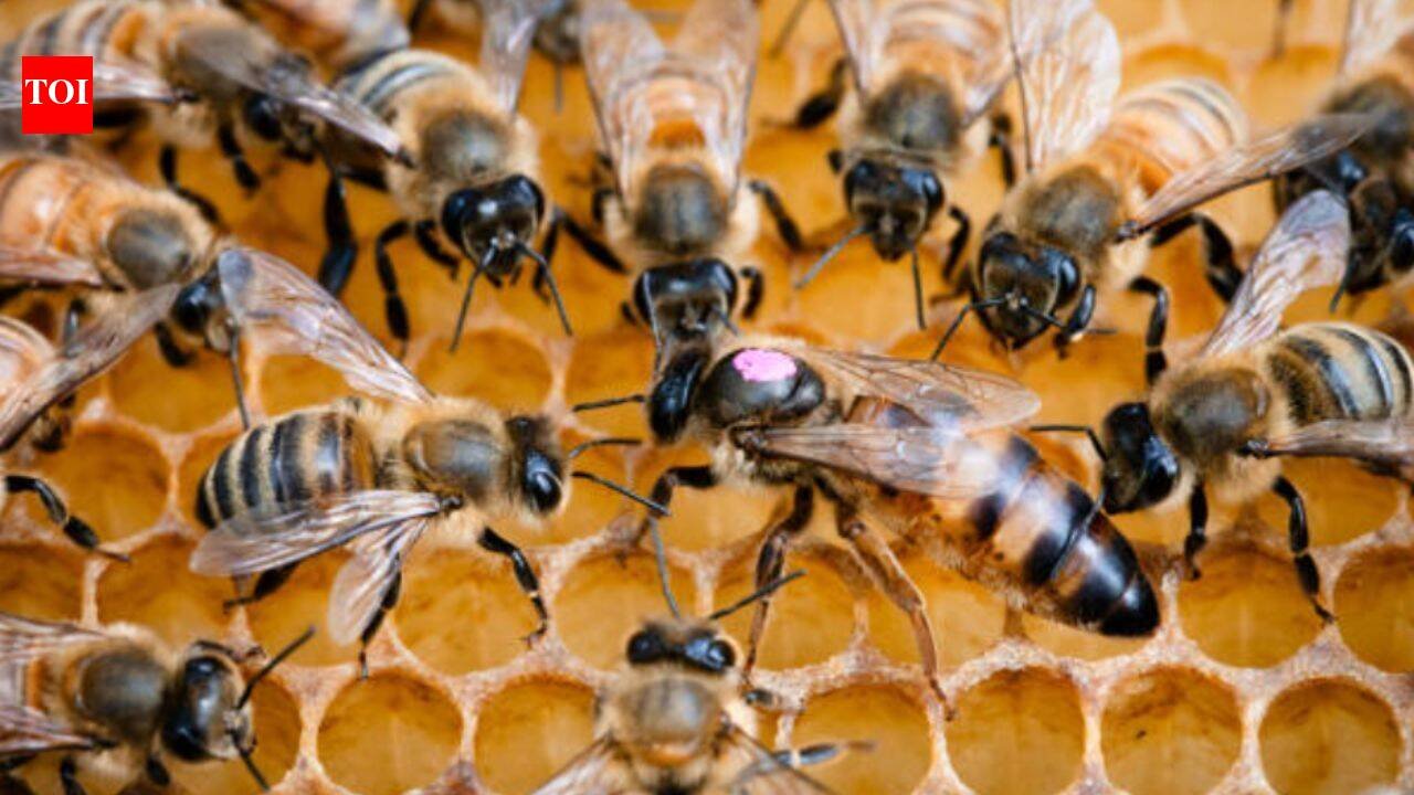 Honey: Only three Hawaiian producers meet America’s organic honey framework; scientists say the rules may be unnecessarily strict