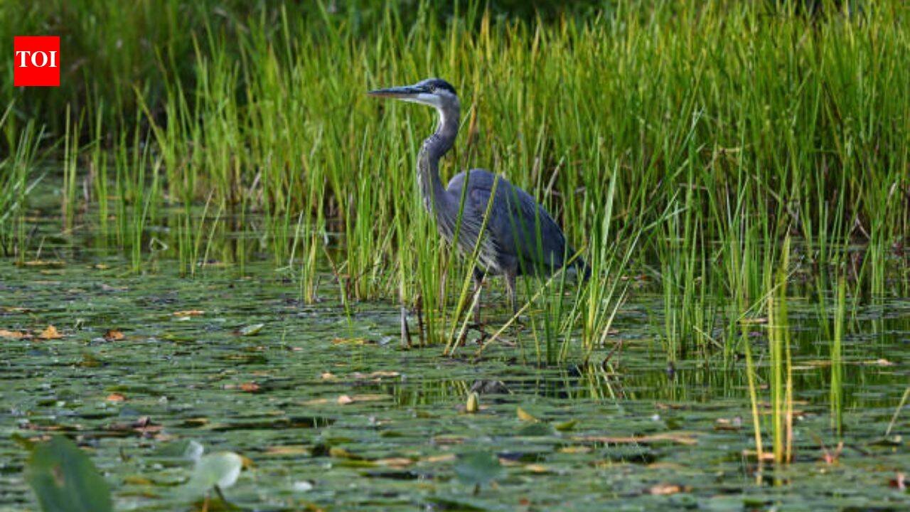 Across America’s three coasts, 84% of wetlands are slowly submerging; only 16% are rising fast enough to keep pace with the sea
