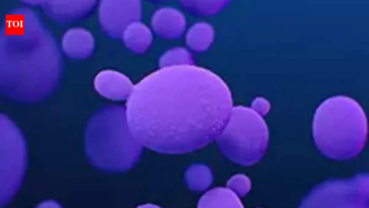 Over 3,000 cases of deadly fungus Candida auris reported in US: What it is, how it spreads- explained | World News
