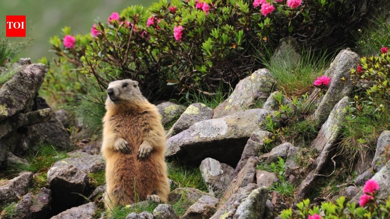 OnlyMarms! Chubby marmots join popular subscription service in an ‘act of desperation’ after facing money troubles