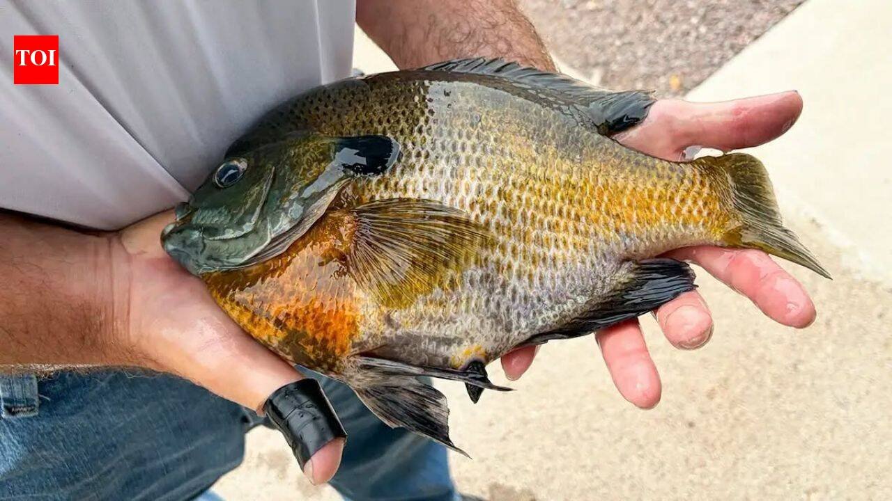 Minnesota retiree Dale Hoffman took his new rod on its first trip; when it nearly flew from the boat, he grabbed it and landed a 2.21-pound state-record bluegill