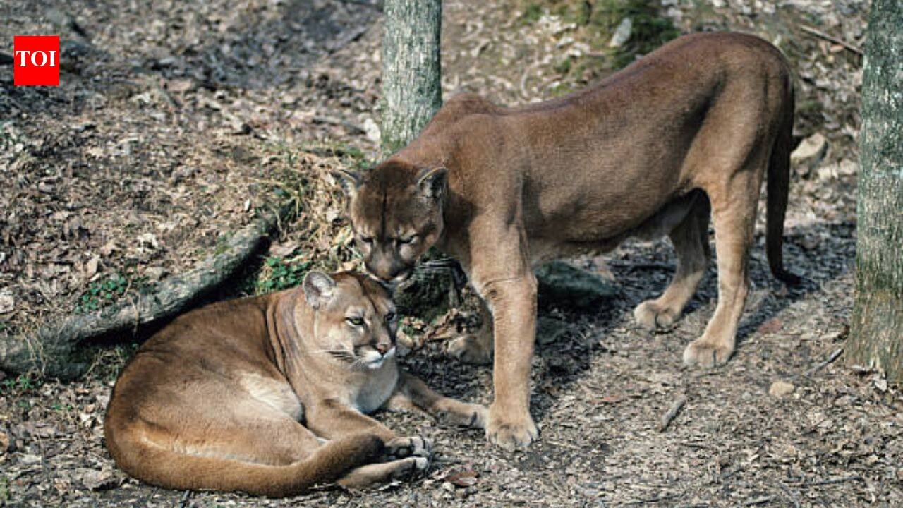 In Washington, Pumas are protecting human lives by preventing vehicle collisions accounting for a 76% reduction in accidents